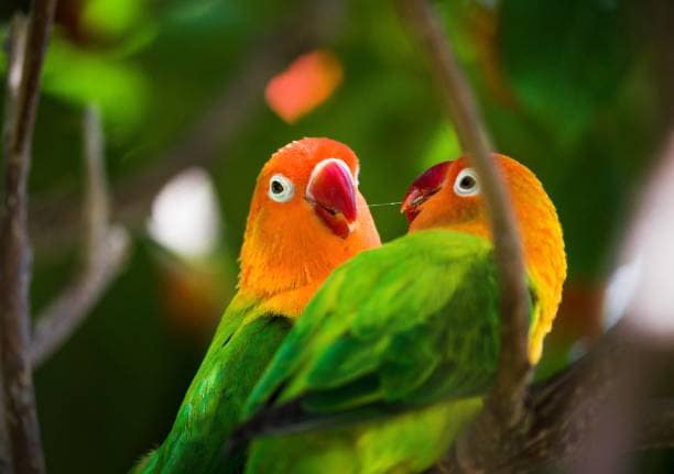 African Love Bird