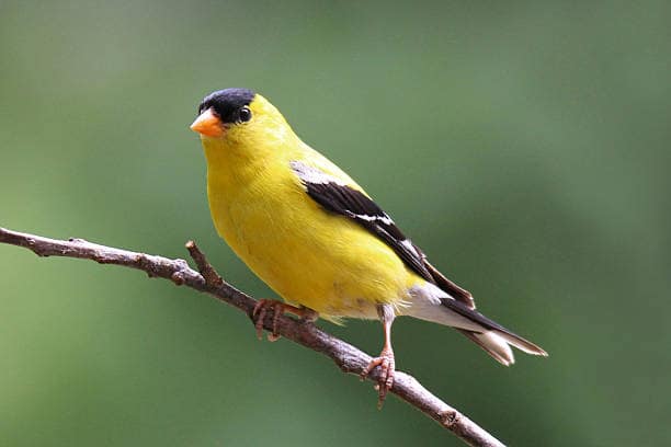 Finches