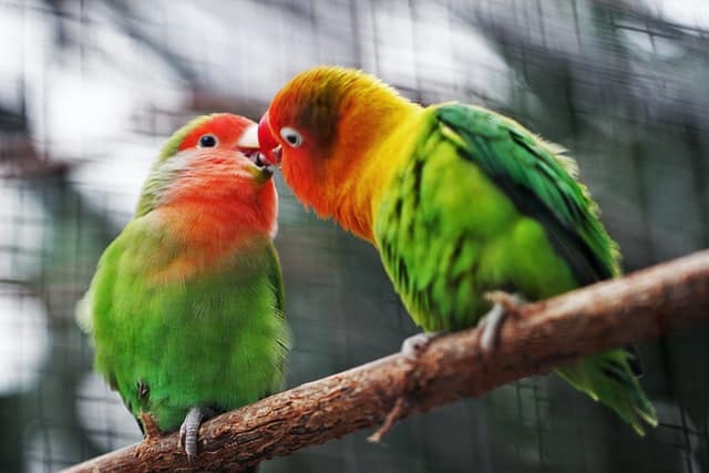 Love Bird