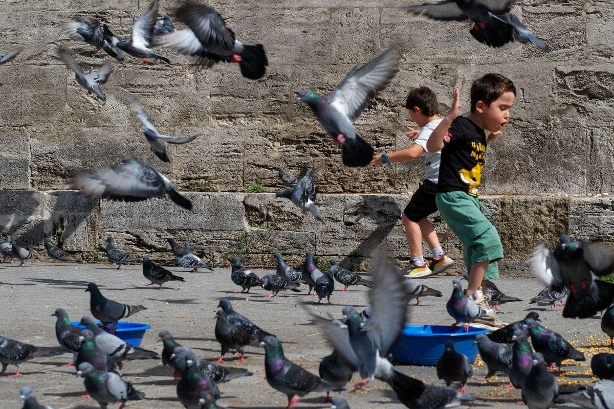 Pigeon