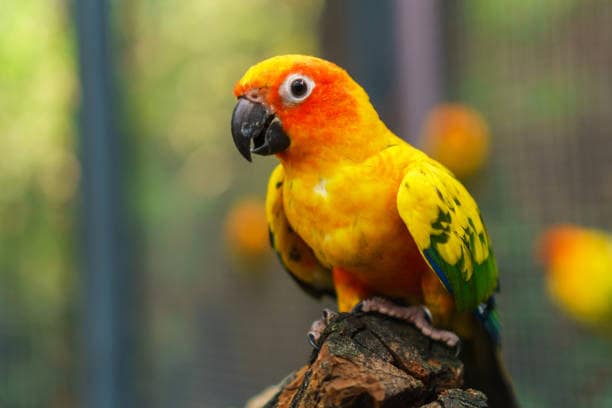 Small Conure Bird