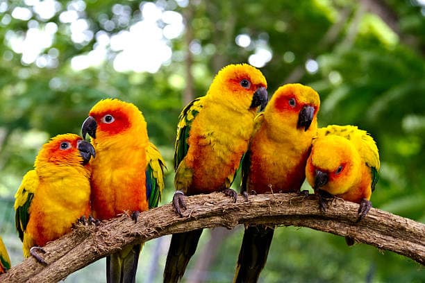 Sun Conure Bird