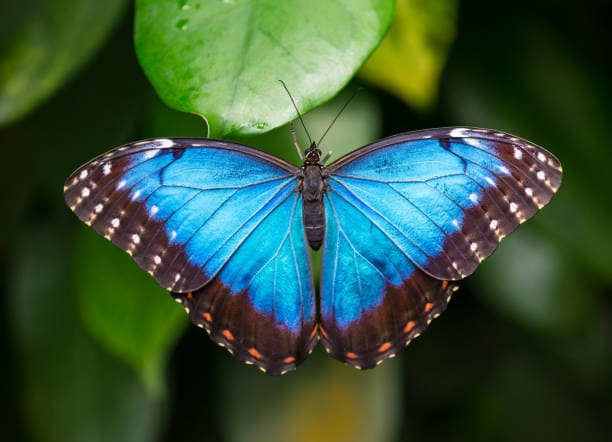 Blue Mormon