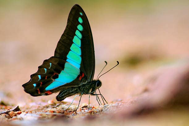 Common Bluebottle
