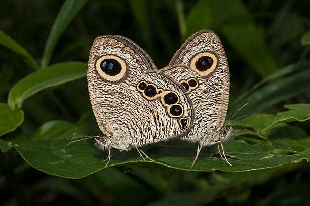 Common Five Ring