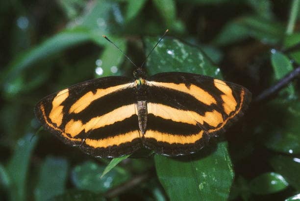 Common Lascar