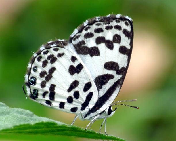Common Pierrot