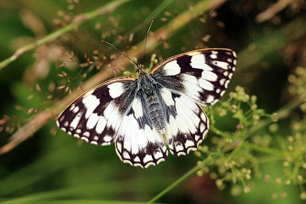 Common Sailer