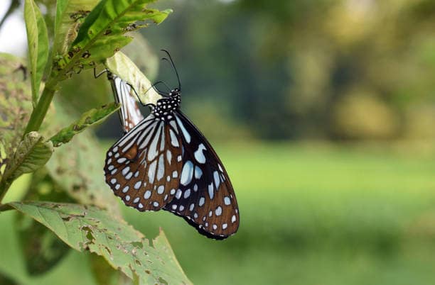 Dark Blue Tiger