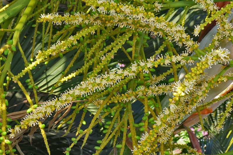 Arica Palm