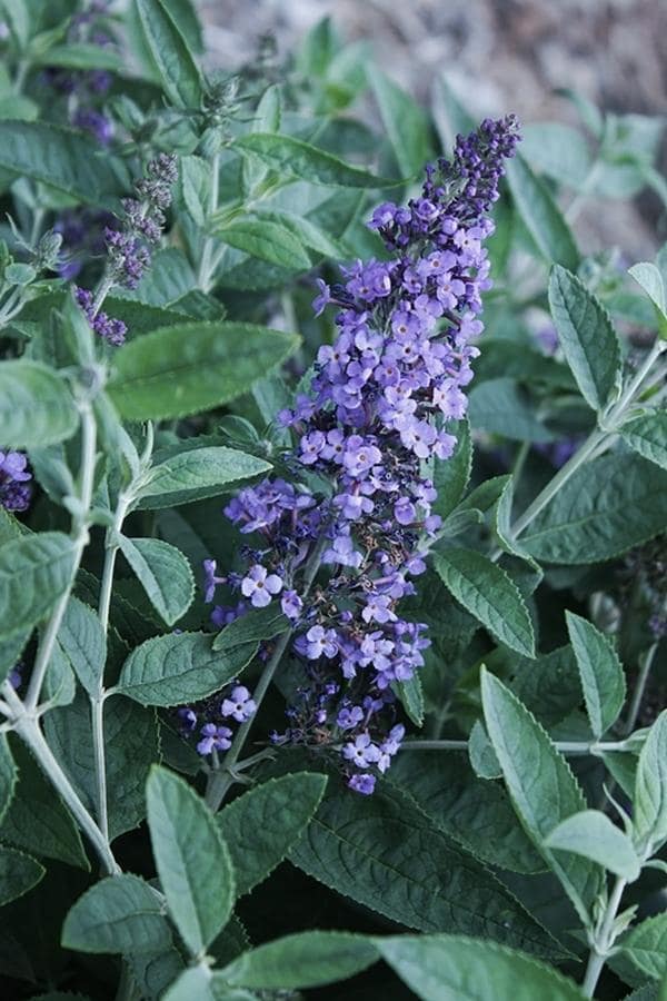 Buddleia