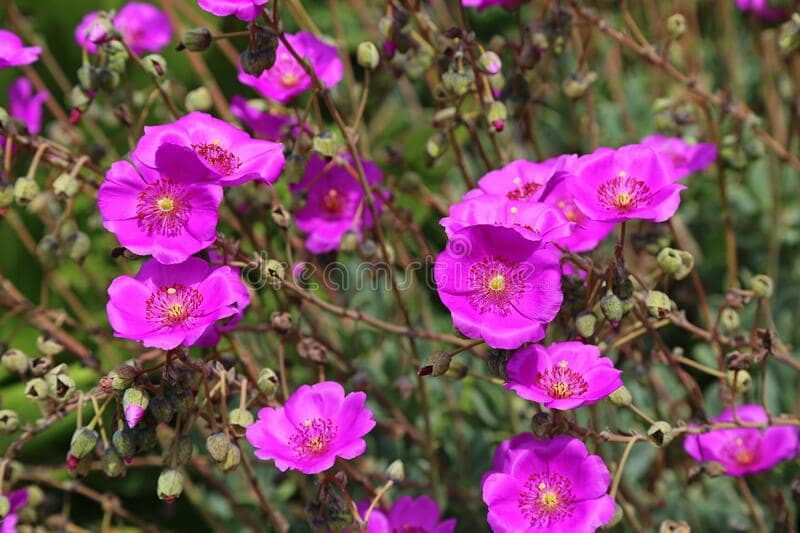 Calandrinia