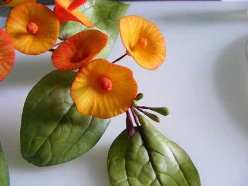 Chinese Hat Plant