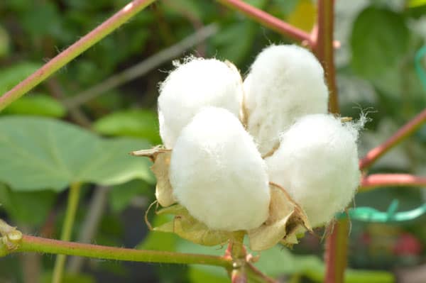 Cotton Dwarf