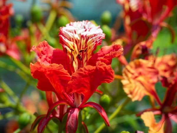 Gulmohar