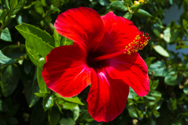 Hibiscus