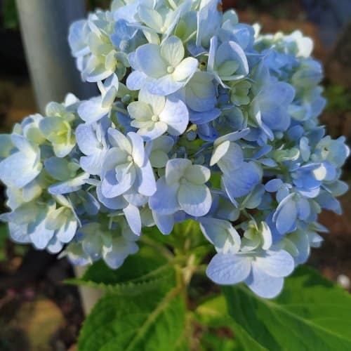 Hydrangea