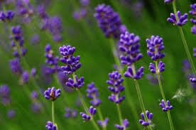 Lavender