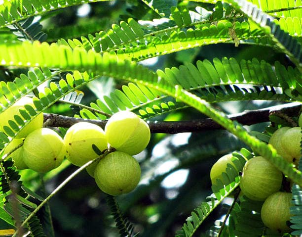 Amla(Goose Berry)