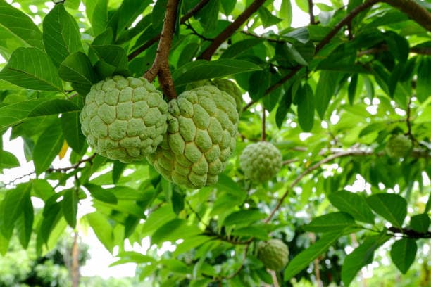 Custard Apple