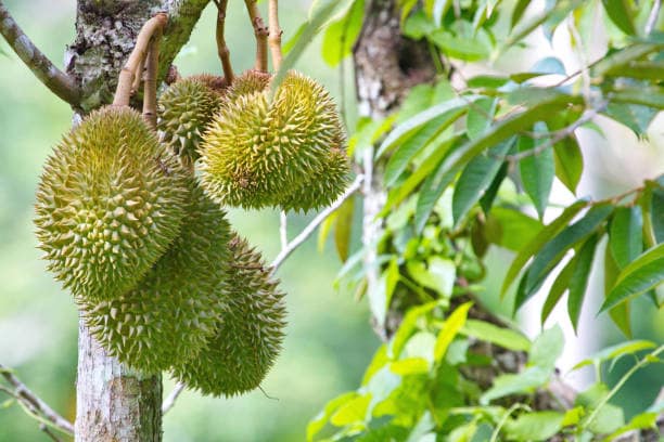 Durian