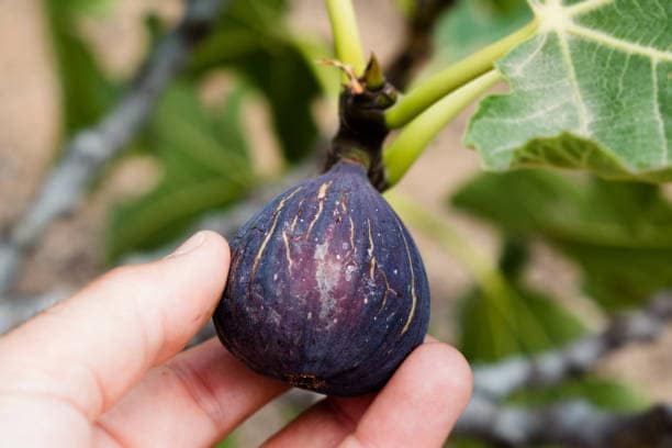 Fig Fruit