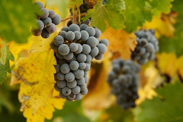 Grapes
