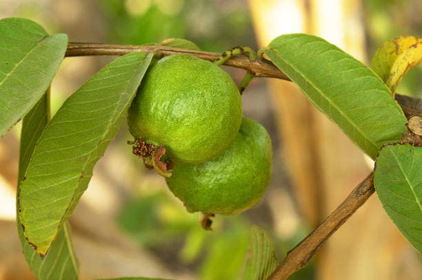 Guava