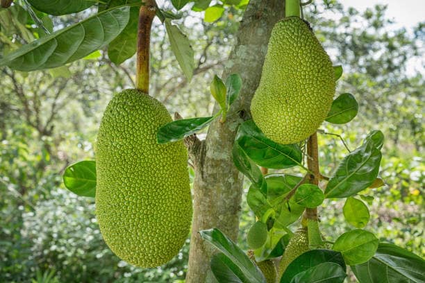 Jackfruit