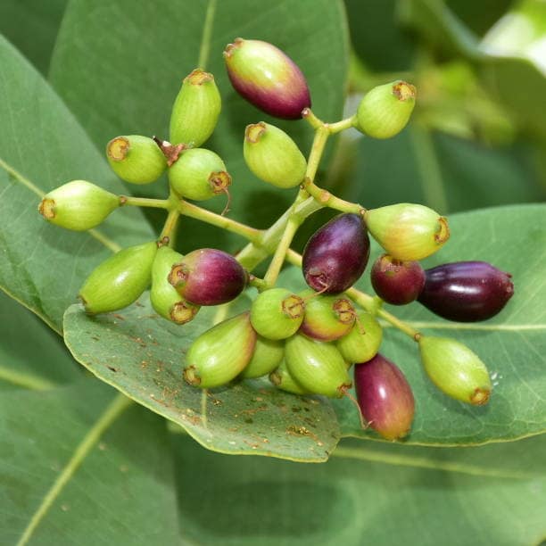 Jamun Fruit