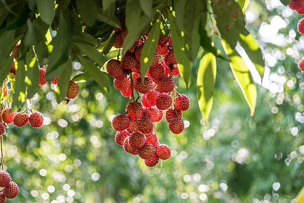 Litchi