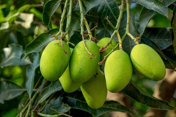 Mango