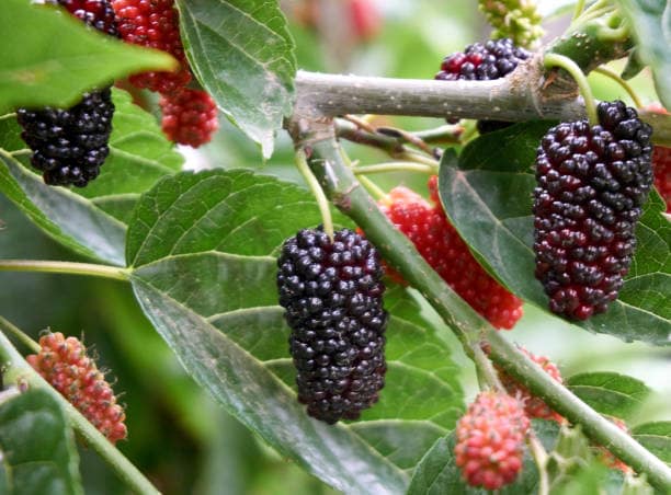 Mulberry
