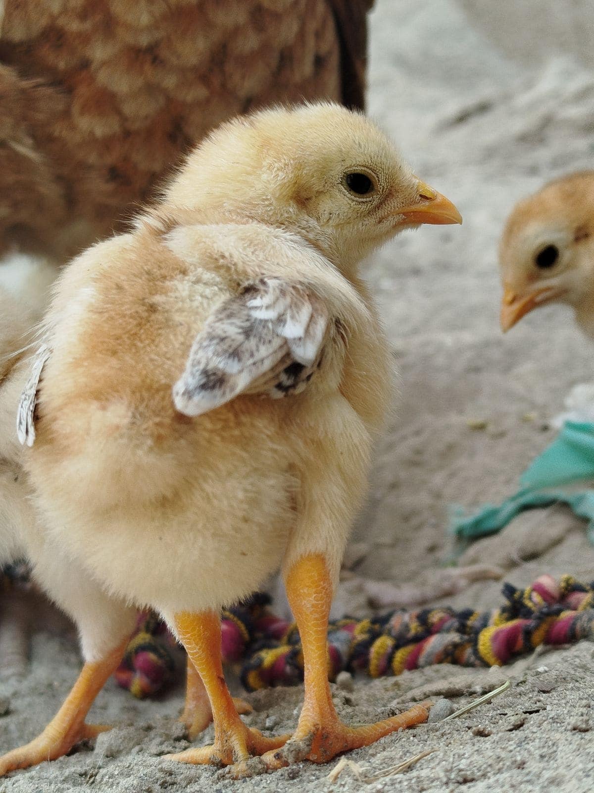 Chicks