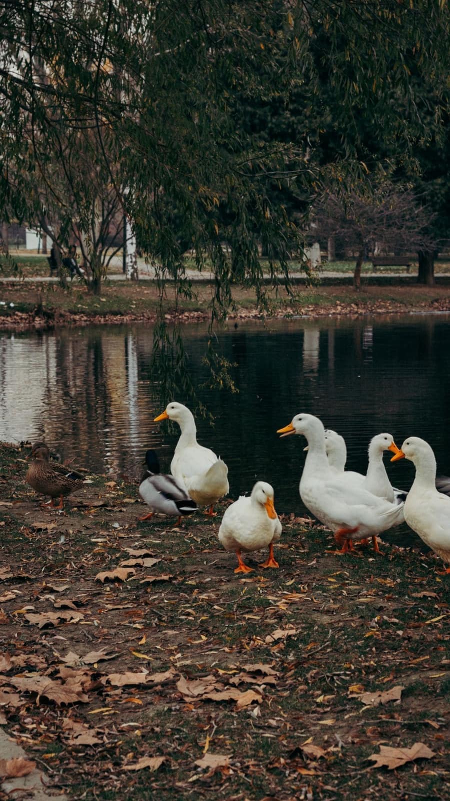 Ducks