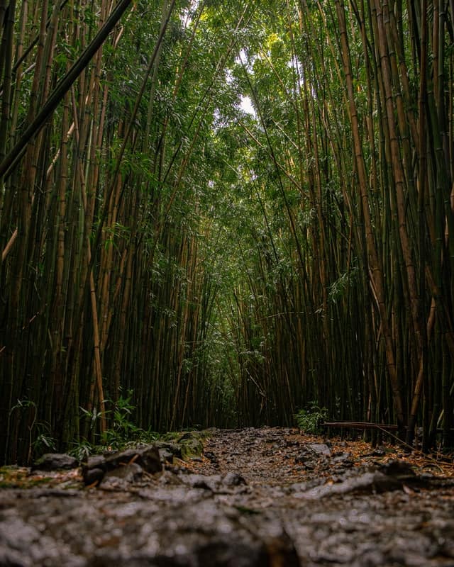 Bamboo Bridge Walk