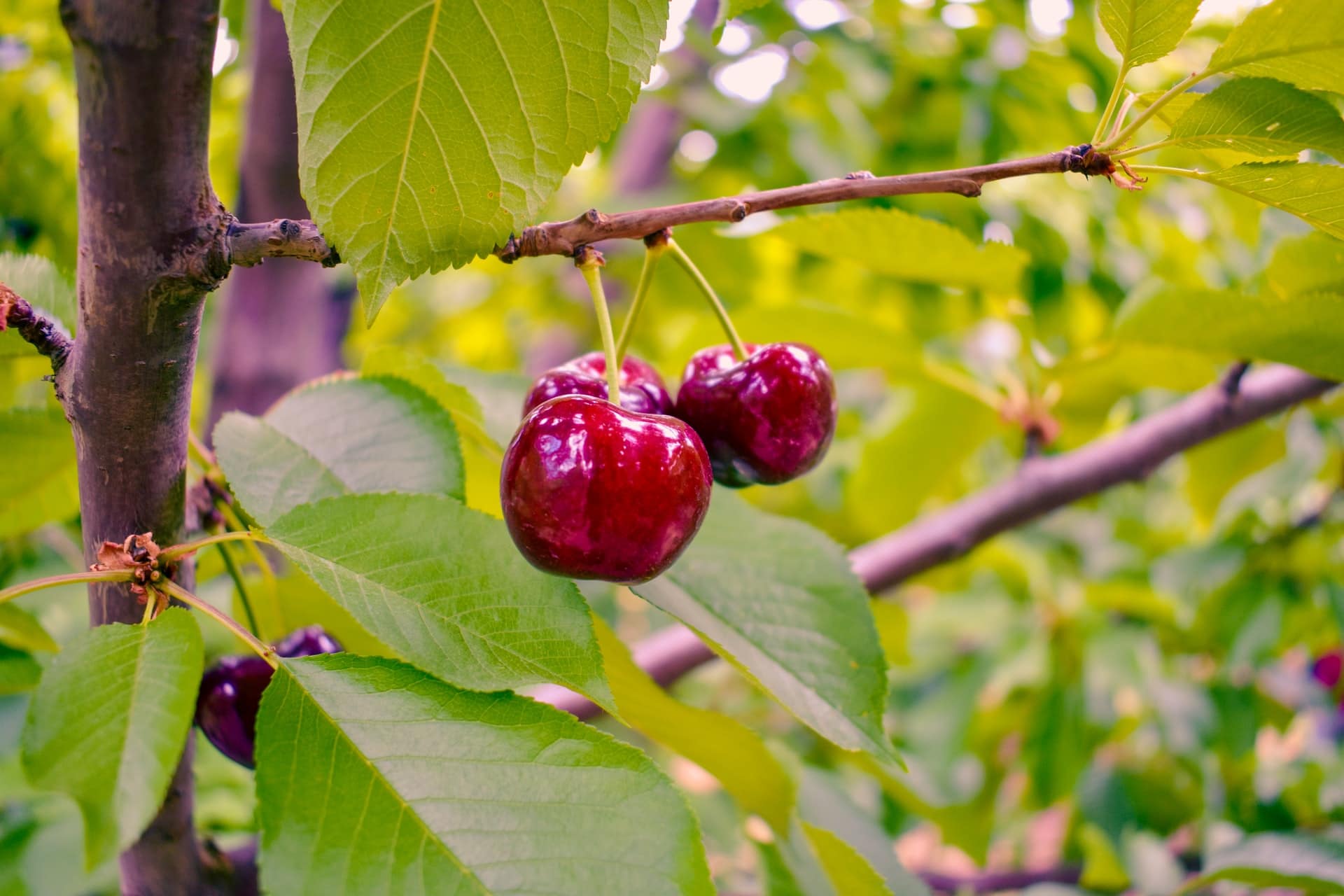 Tropical fruits