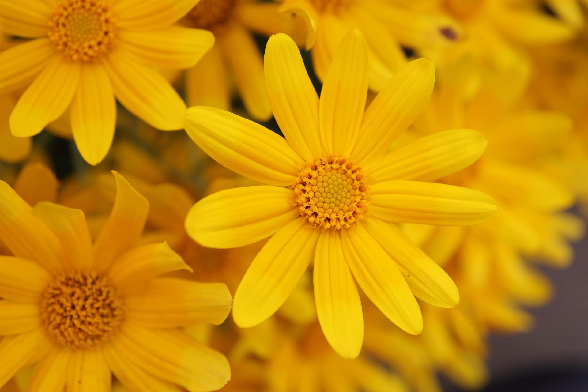 Flower Garden
