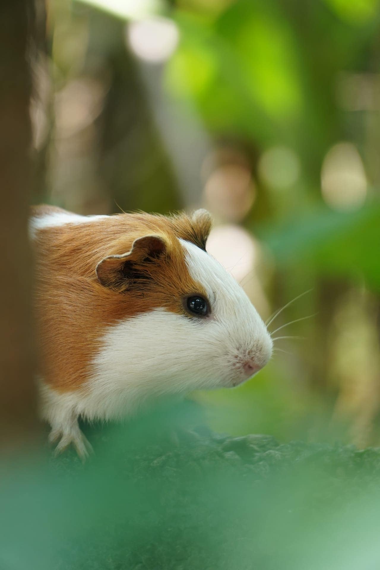 Pig Rat02