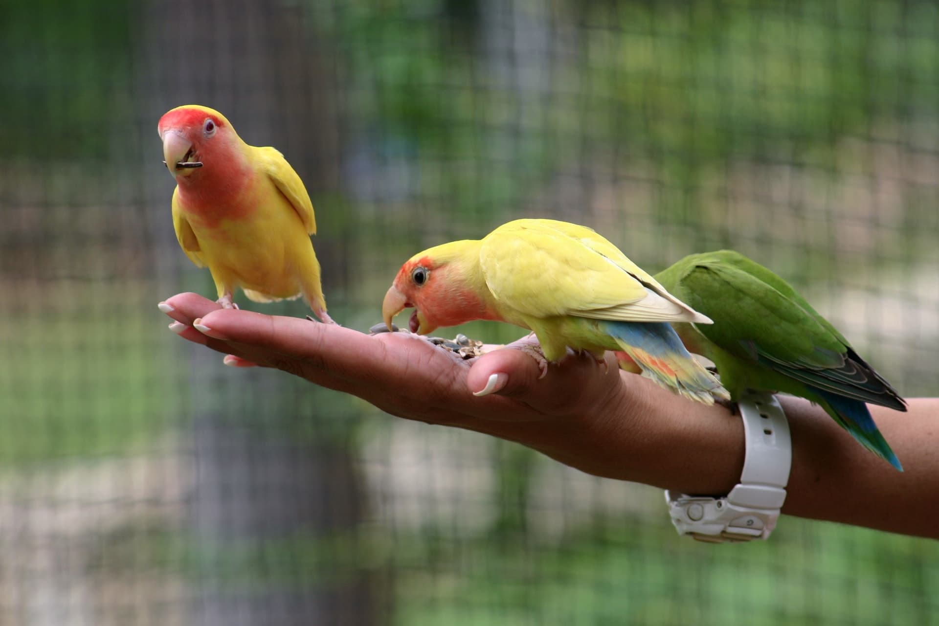 Guest feeding a parrot at Cloud Forest Park